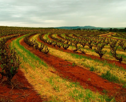 The Great Terraced Vineyard - Seppeltsfield